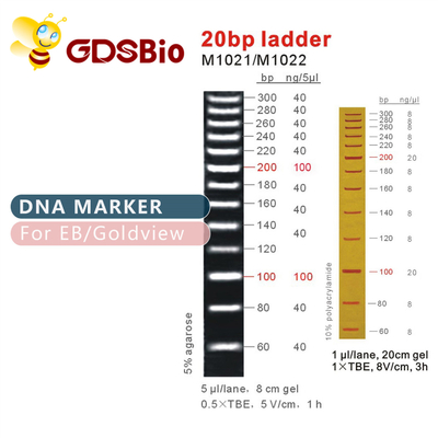 Thuốc thử có độ tinh khiết cao 20bp DNA Marker Ladder Gel Điện di