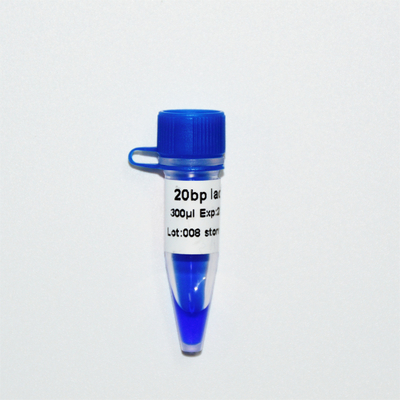 20bp Ladder DNA Marker Điện di GDSBio Blue Xuất hiện