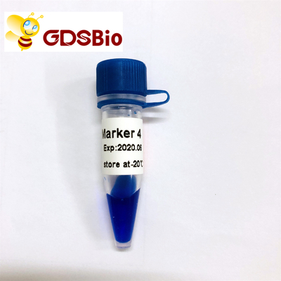 50 Preps GDSBio DNA Size Marker Điện di LD Marker 4